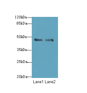 GPR34 Antibody