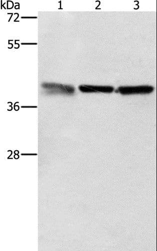 ZFP42 / REX-1 Antibody