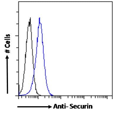 IHC-plus™ Securin / PTTG1 Antibody (aa148-160)