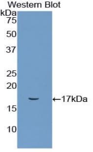 CD72 Antibody (aa126-237)