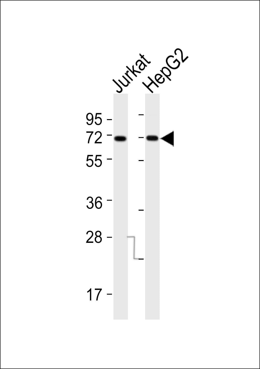 KCNC1 / Kv3.1 Antibody