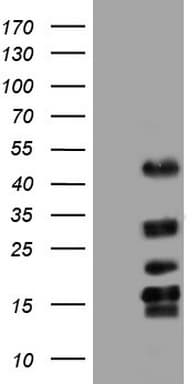 TET3 Antibody (aa241-568, clone OTI3B3)