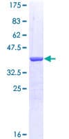 Human NRCAM Protein (Recombinant GST, N-terminus)