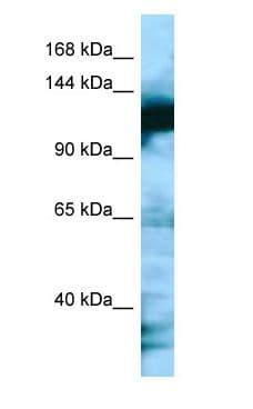 MAP1S Antibody (aa888-937)