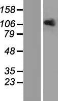 OPA1 Protein (Over-Expression Lysate Myc-DDK (Flag))