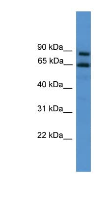 ZNF257 Antibody (C-Terminus)