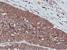 Monoclonal Mouse anti-Human APMAP / C20orf3 Antibody (clone 4F6, Carrier-free, IHC, WB)
