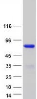 Human DOC2B Protein (Recombinant Myc-DDK (Flag))
