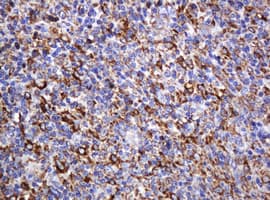 Monoclonal Mouse anti-Human POGK Antibody (clone OTI3E2, IHC, WB)