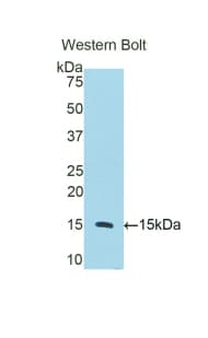 CD59 Antibody (aa25-104)