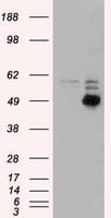 CD4 Antibody (clone OTI10B5)