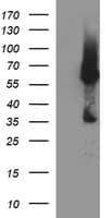TH / Tyrosine Hydroxylase Antibody (clone OTI1A4, Carrier-free)