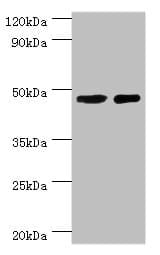 SMAD3 Antibody (aa1-230)