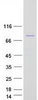 Human ETK / BMX Protein (Recombinant Myc-DDK (Flag))