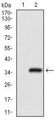 GSC / Goosecoid Antibody (aa191-257, clone 4C5D5)