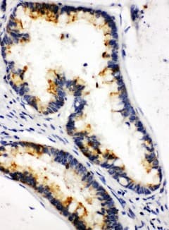 KLK6 / Kallikrein 6 Antibody (aa227-244)