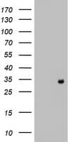 KLK8 / Kallikrein 8 Antibody (aa33-260, clone OTI14G5)