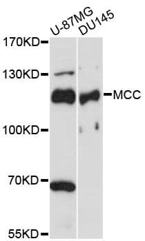 Polyclonal Rabbit anti-Human MCC Antibody (WB)
