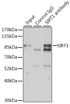 SIRT1 / Sirtuin 1 Antibody