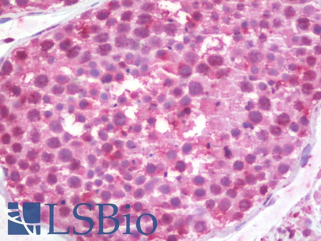 IHC-plus™ Monoclonal Mouse Alpha Tubulin Antibody (clone TU-16, IHC, IF, WB)