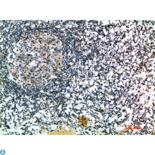 CCL21 / SLC Antibody