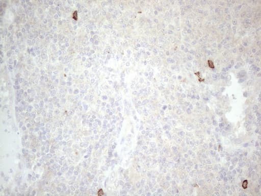 c-Kit / CD117 Antibody (aa27-308, clone OTI1B6)