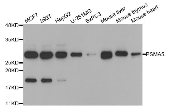 IHC-plus™ PSMA5 Antibody