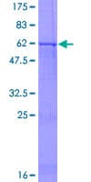 Human HTR1D / 5-HT1D Receptor Protein (Recombinant GST)