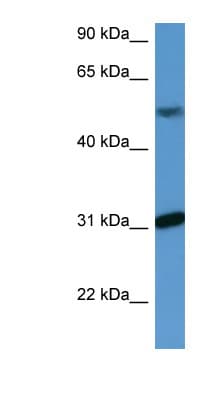 WDR83 Antibody (C-Terminus)