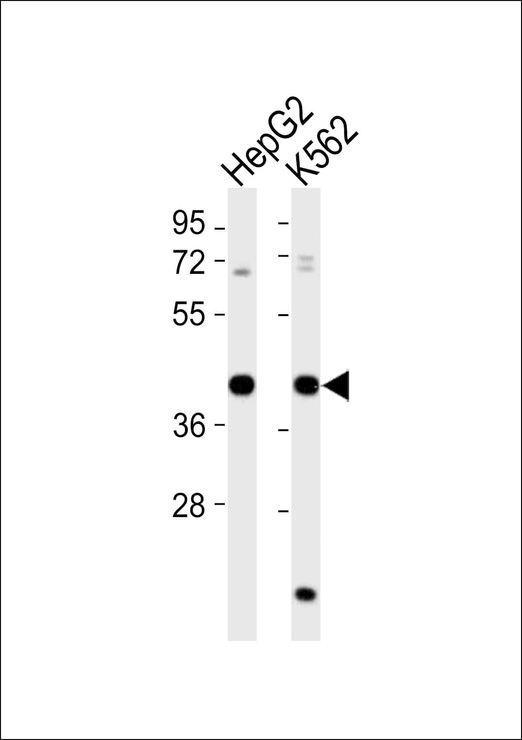 MRPS35 Antibody