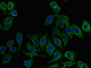 TTF / RHOH Antibody