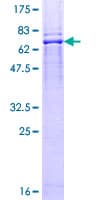 Human BAR / BFAR Protein (Recombinant GST)