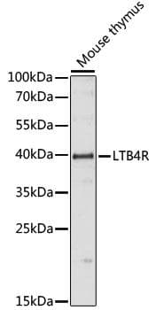 Leukotriene B4 Receptor / BLT1 Antibody