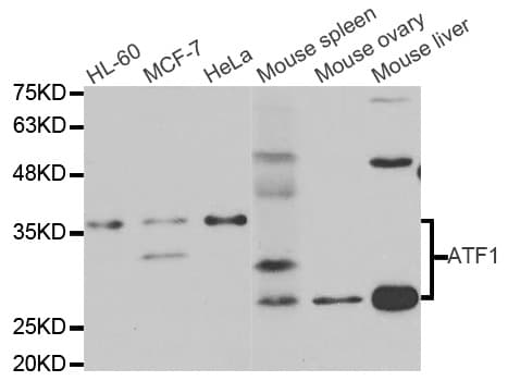 ATF1 Antibody