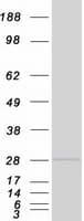 Human GINS3 Protein (Recombinant Myc-DDK (Flag))