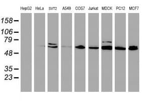 CYP2B6 Antibody (clone OTI3D5)