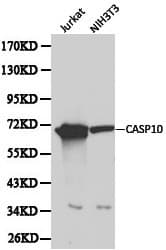 Polyclonal Rabbit anti-Human CASP10 / Caspase 10 Antibody (IHC, WB)