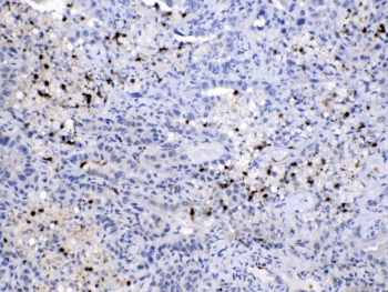 NEDD8 Antibody