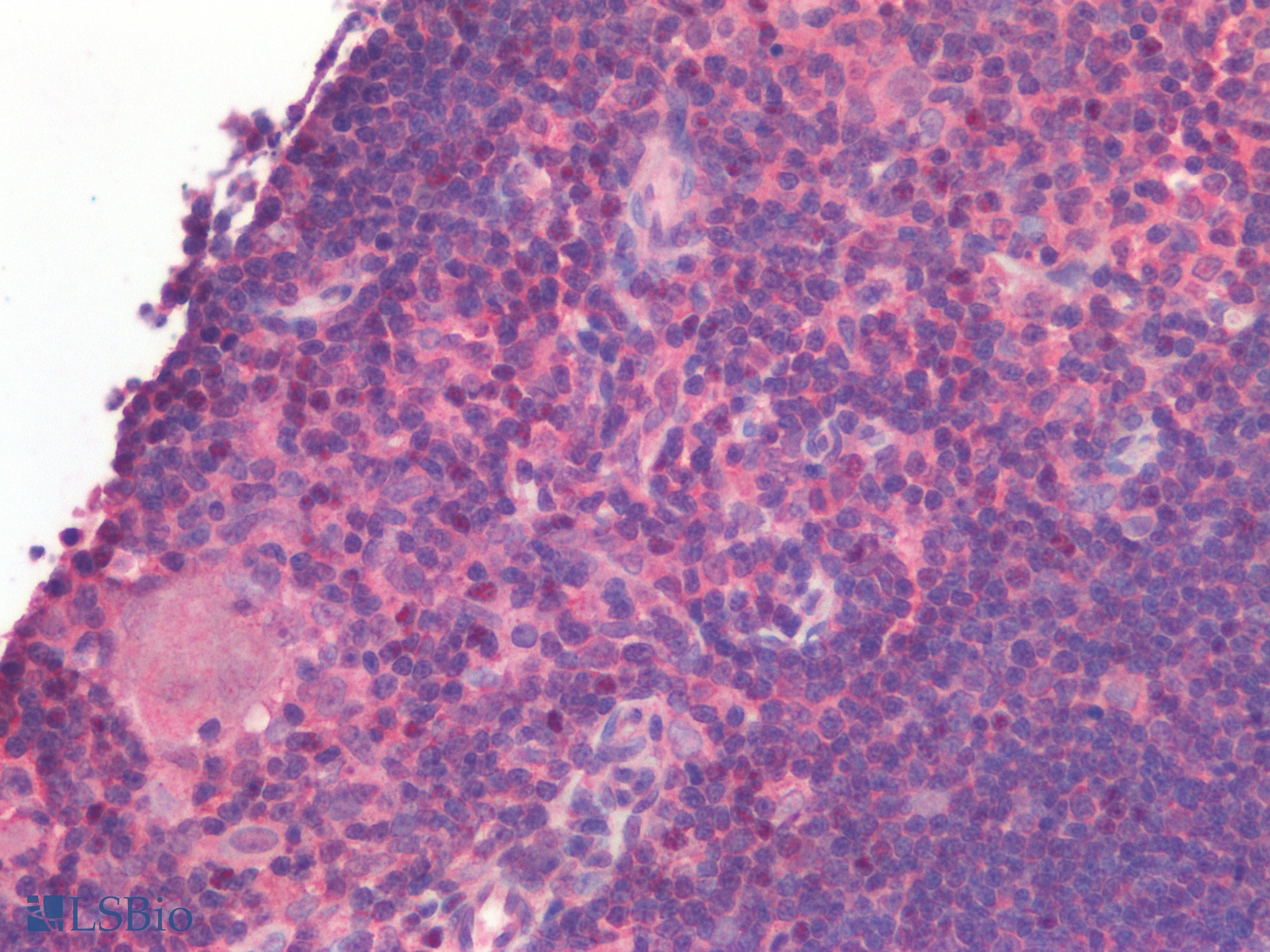 IHC-plus™ TNFSF4 / OX40L / CD252 Antibody