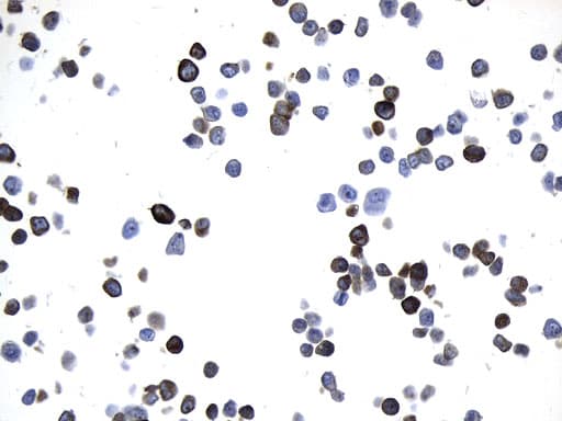 AGR2 Antibody (aa21-175, clone UMAB245, Carrier-free)