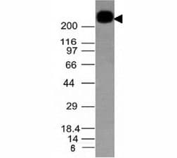 CD45RB Antibody (clone PTPRC/1132, Ready-to-Use)