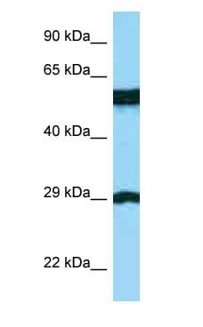 BSPRY Antibody (aa229-278)