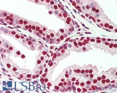 IHC-plus™ PLRG1 Antibody (aa501-514)