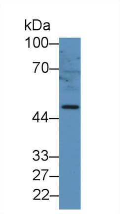 GFAP Antibody (aa108-211)