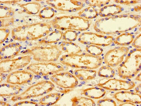 FIS1 Antibody