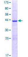Human ISOC2 Protein (Recombinant GST)