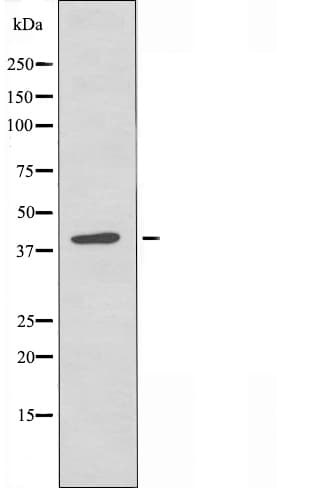 Polyclonal Rabbit anti-Human MCHR2 Antibody (IF, WB)