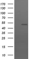 UBOX5 Antibody (clone OTI 7G1)
