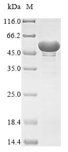 Aspergillus fumigatus ENO1 / Alpha Enolase Protein (Recombinant 6His, N-terminus)