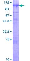Human KF1 / RNF103 Protein (Recombinant GST)